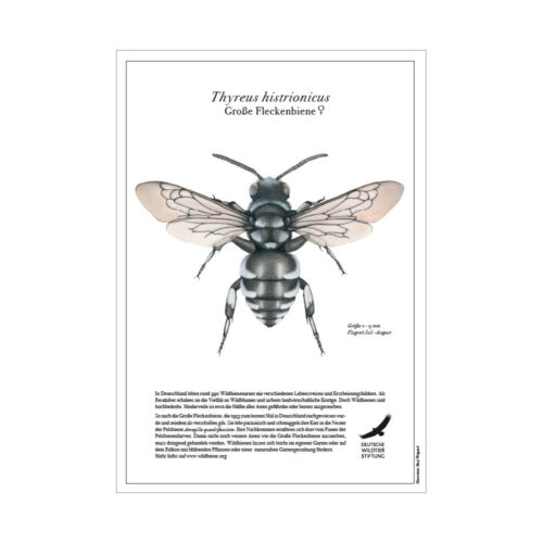 Poster „Große Fleckenbiene“ (Thyreus histrionicus)