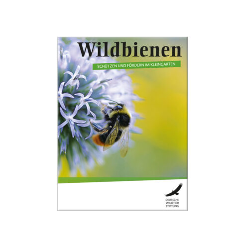 Wildbienen – schützen und fördern im Kleingarten
