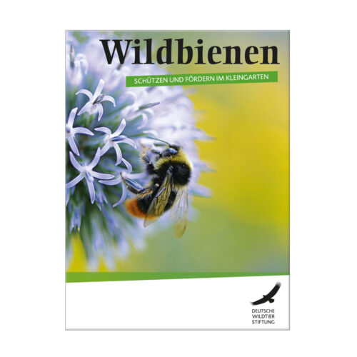 Wildbienen - schützen und fördern im Kleingarten