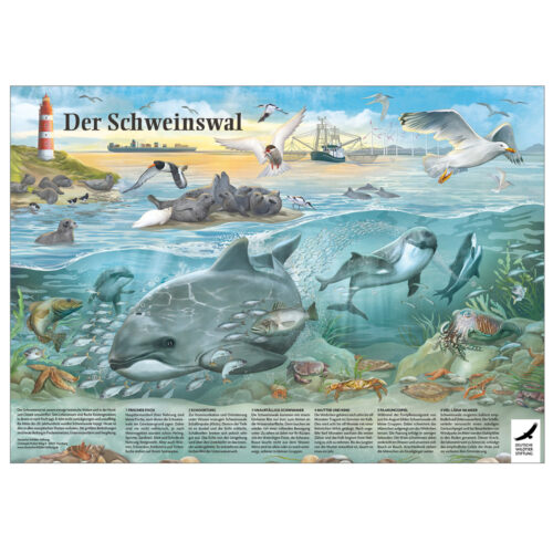 Poster & Ausmalbild „Der Schweinswal“ als PDF