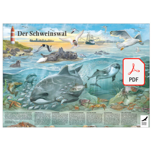 Poster & Ausmalbild „Der Schweinswal“ als PDF