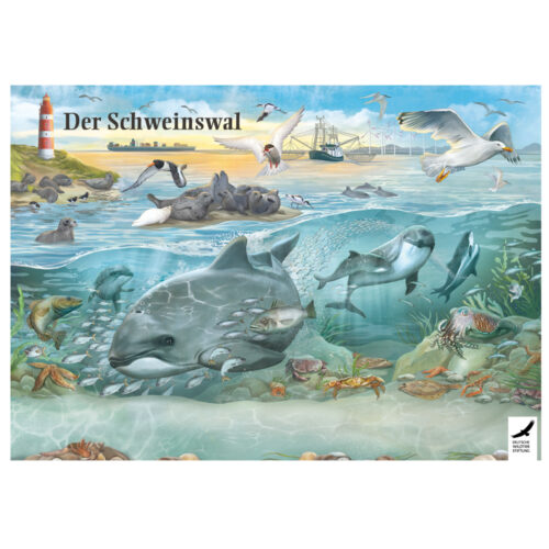 Poster Schweinswal Seite 3