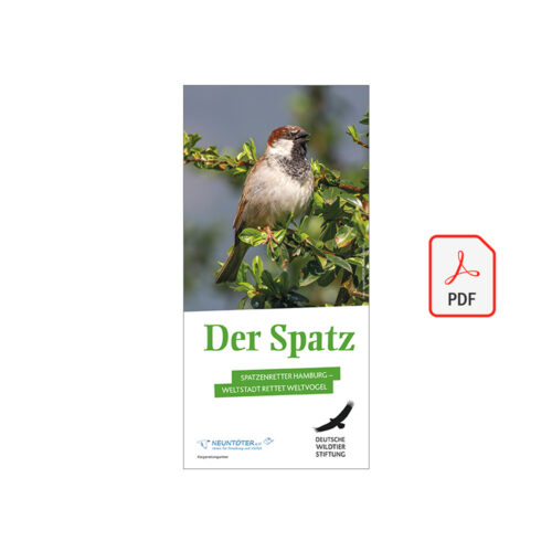 Cover Flyer Der Spatz als PDF