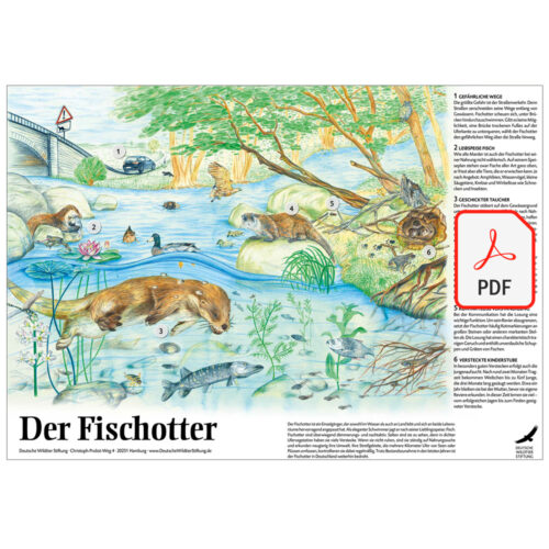 Poster & Ausmalbild „Der Fischotter“ als PDF