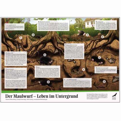 Poster & Ausmalbild „Der Maulwurf“ als PDF