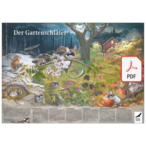 Poster & Ausmalbild „Der Gartenschläfer“ als PDF
