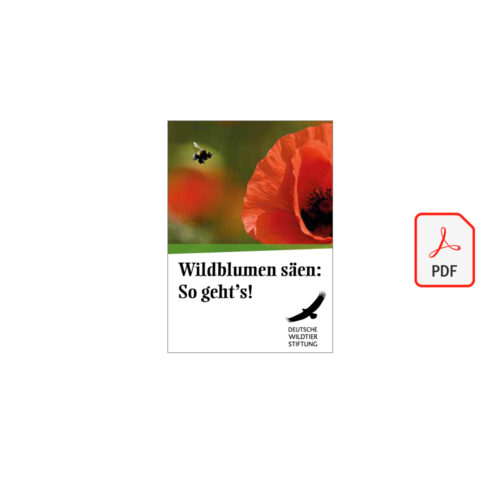 Wildblumen säen: So geht´s! als PDF