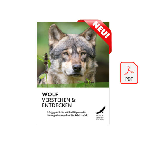 Cover Wolf Verstehen und Entdecken als PDF neu