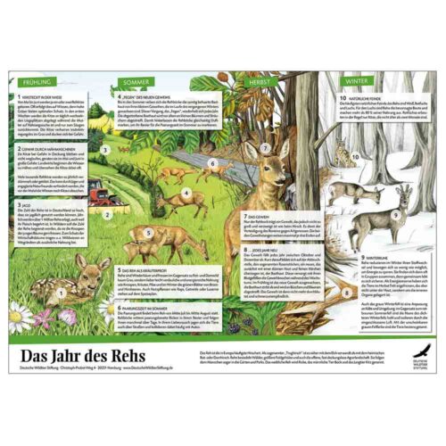 Poster „Das Jahr des Rehs“ als PDF