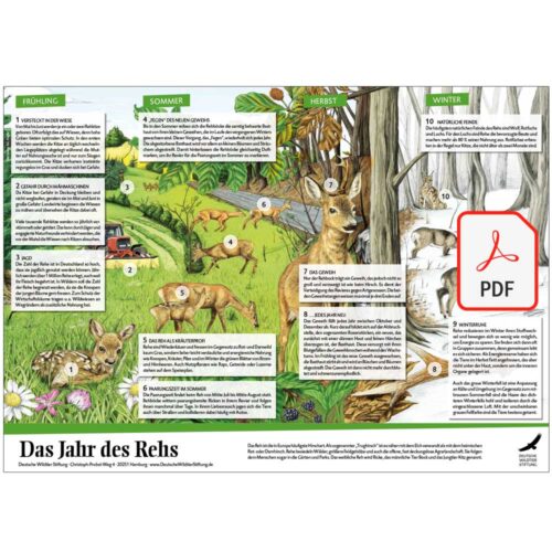Poster Das Jahr des Rehs als PDF