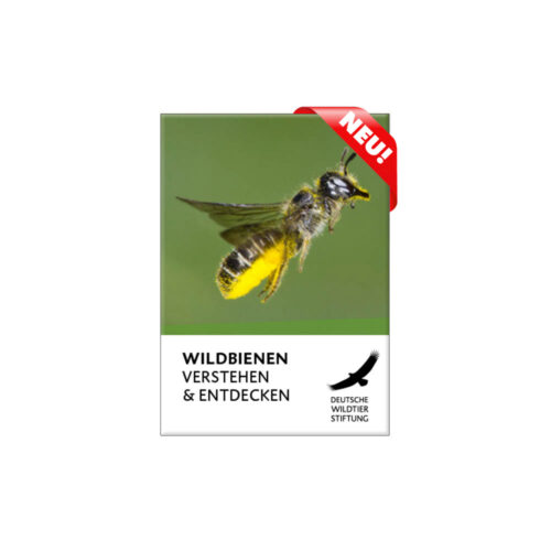 Cover Wildbienen Verstehen und Entdecken neu