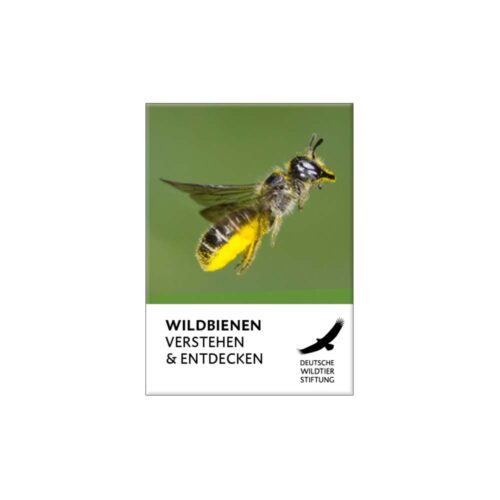 Cover Wildbienen Verstehen und Entdecken