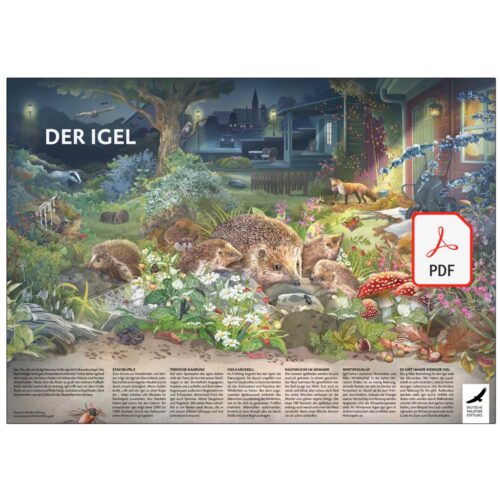 Poster & Ausmalbild „Der Igel“ als PDF