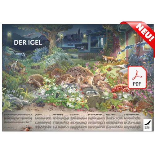 Poster & Ausmalbild „Der Igel“ als PDF