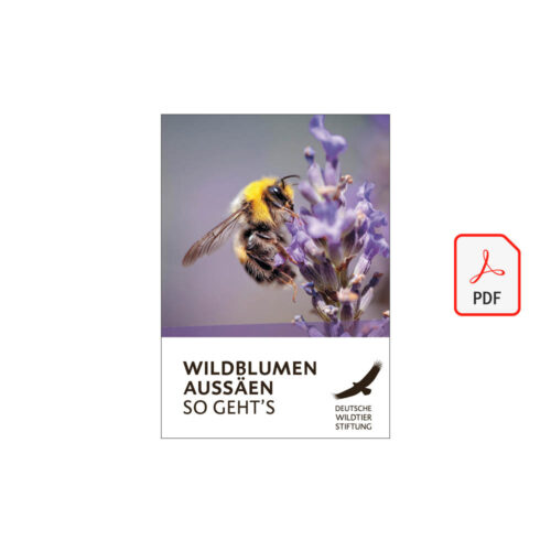 Wildblumen säen: So geht´s! als PDF