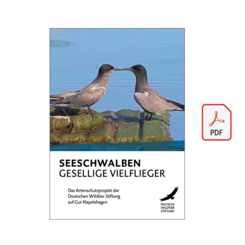 SEESCHWALBEN – GESELLIGE VIELFLIEGER als PDF