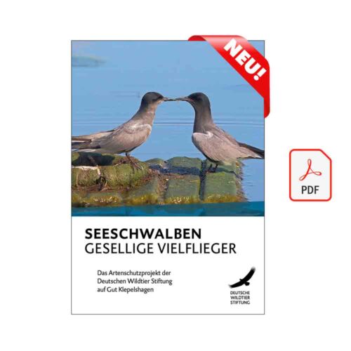 Cover Seeschwalbe - geselliger Vielflieger als PDF