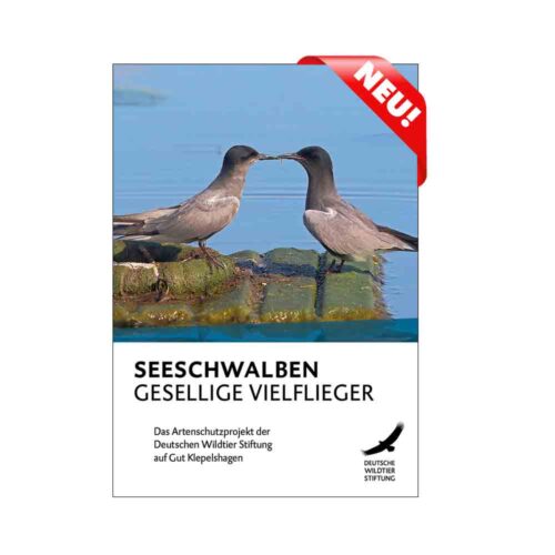 SEESCHWALBEN – GESELLIGE VIELFLIEGER