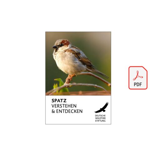 DER SPATZ – VERSTEHEN & ENTDECKEN als PDF