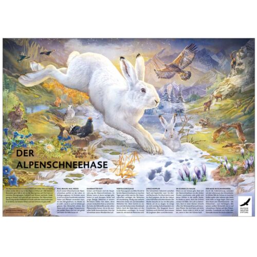 POSTER & AUSMALBILD „Der Alpenschneehase“ als PDF