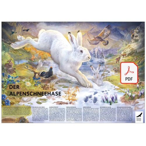 POSTER & AUSMALBILD „Der Alpenschneehase“ als PDF