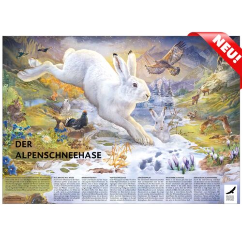 POSTER & AUSMALBILD „Der Alpenschneehase“