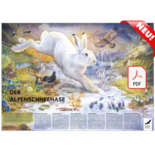 POSTER & AUSMALBILD „Der Alpenschneehase“ als PDF