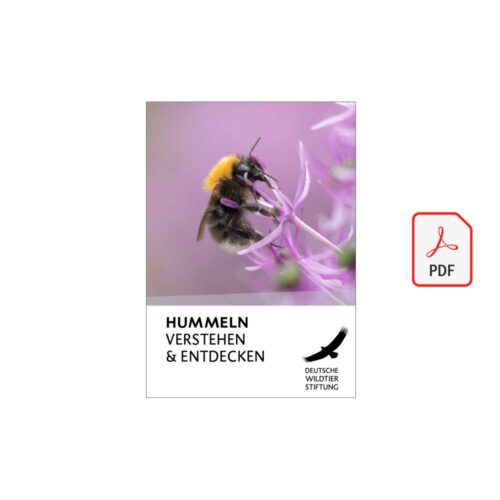 HUMMELN VERSTEHEN & ENTDECKEN als PDF