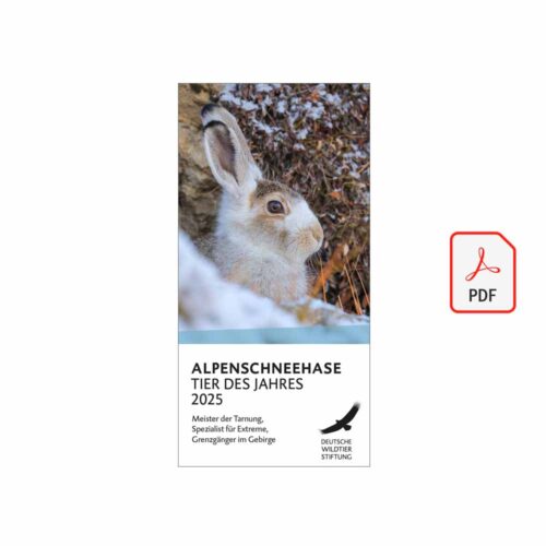 ALPENSCHNEEHASE – TIER DES JAHRES 2025 als PDF