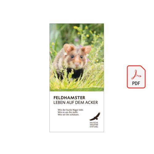 FELDHAMSTER FLYER 2025 als PDF
