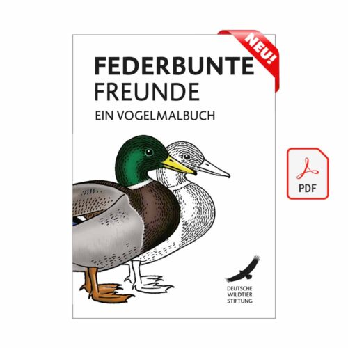 VOGELMALBUCH „Federbunte Freunde“