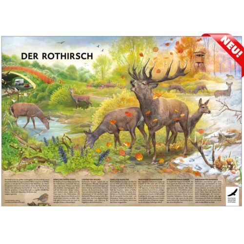 POSTER & AUSMALBILD „Der Rothirsch“