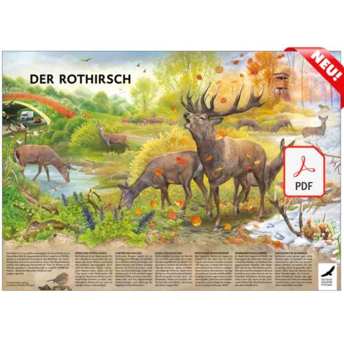 POSTER & AUSMALBILD „Der Rothirsch“ als PDF